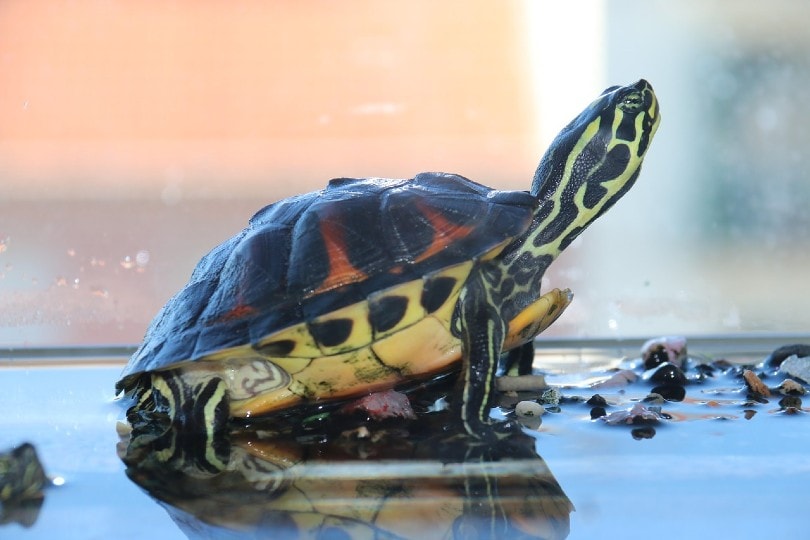 turtle inside tank