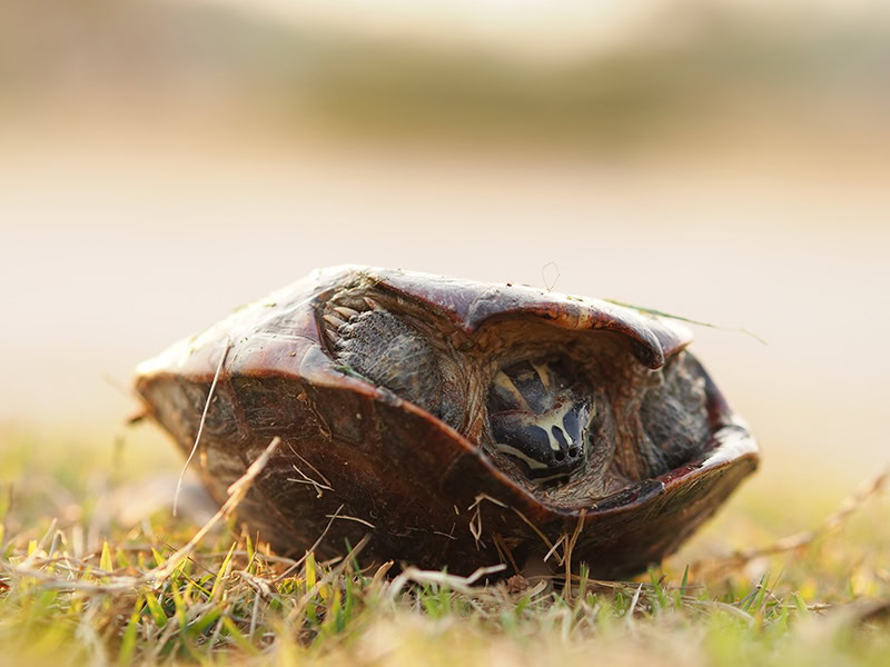 turtle lying upside down on the grass floor