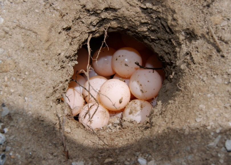 turtle nest_Matt Jeppson_Shutterstock