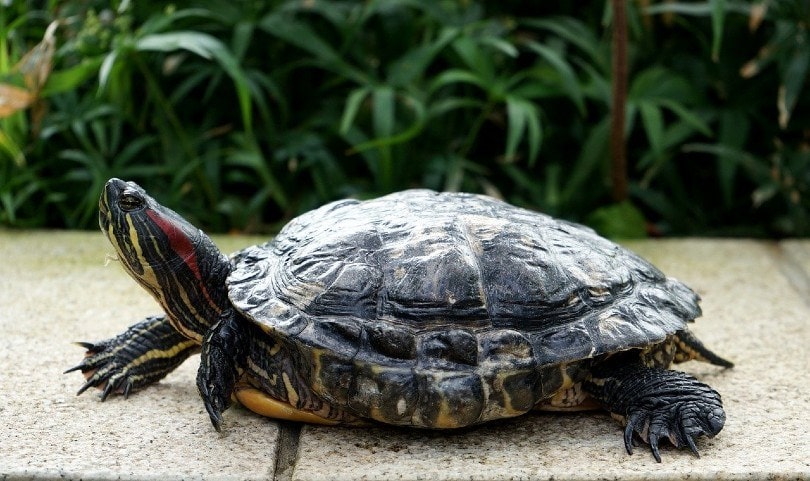 turtle outdoors