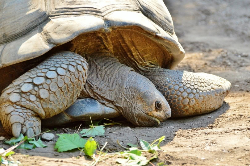 turtle sick