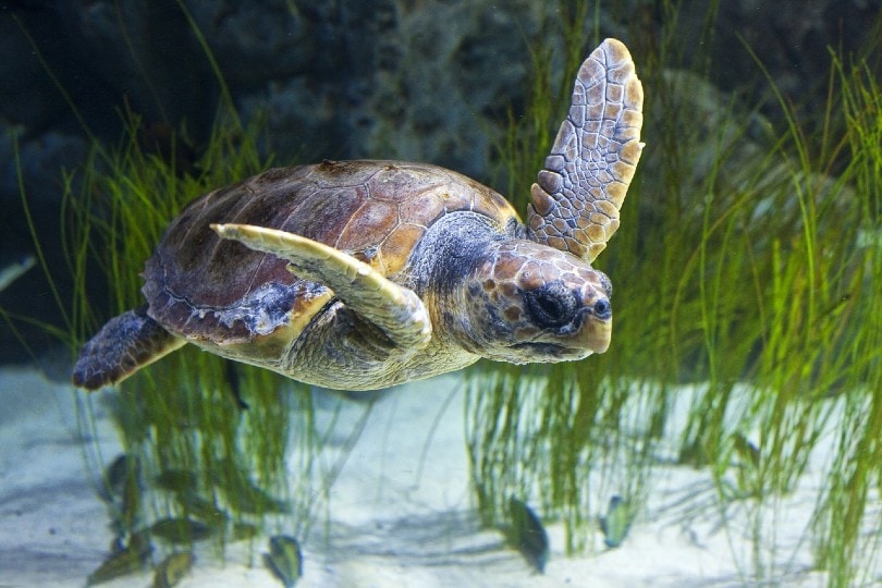 turtle swimming in the sea
