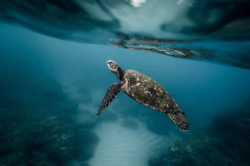 turtle swimming underwater