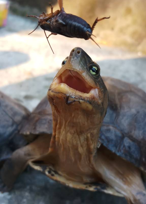 turtle tries to eat crickets