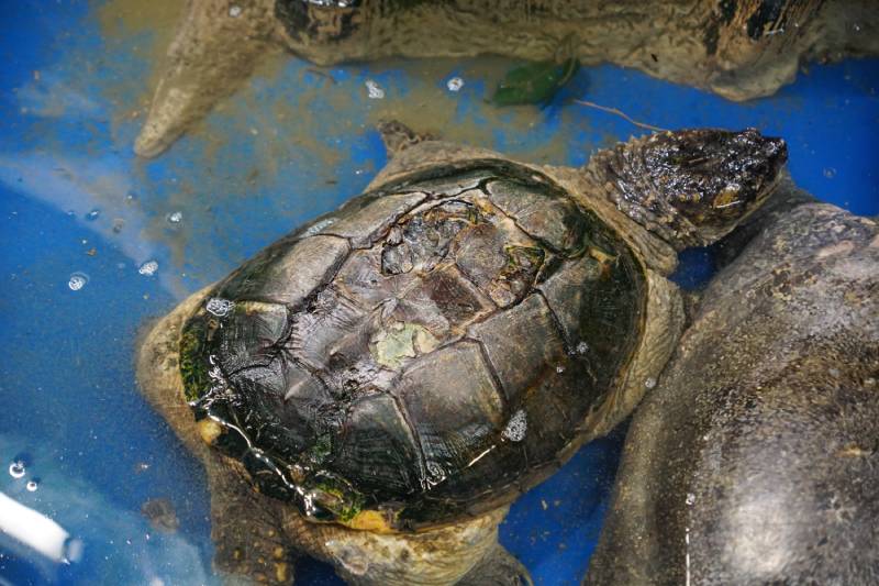 turtle with broken shell due to run over by a car_wk1003mike, Shutterstock