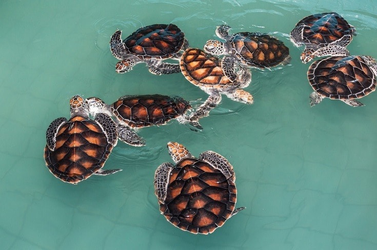 turtles