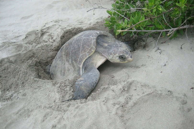 turtles nest_ionlera_Pixabay