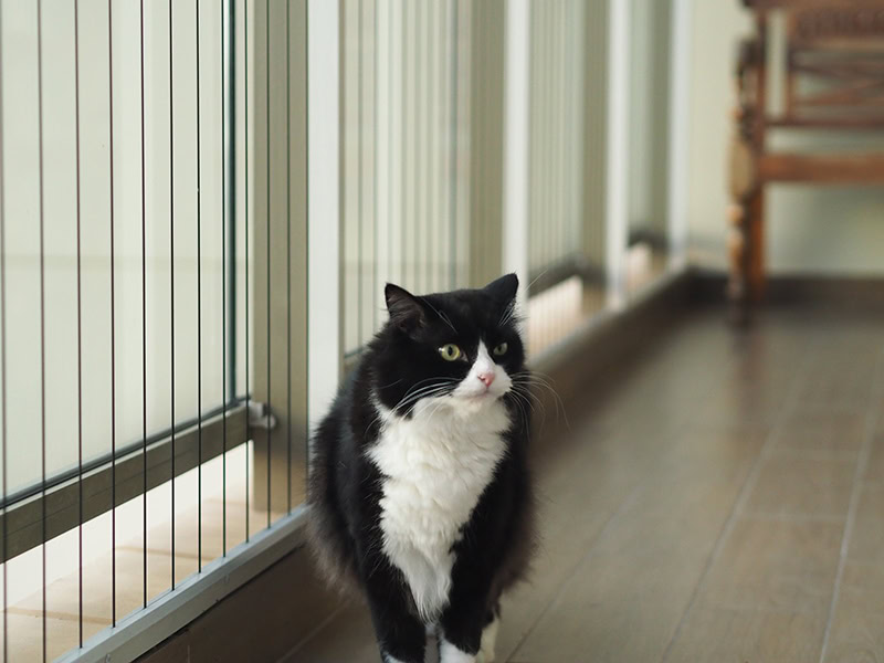 tuxedo ragdoll in the balcony