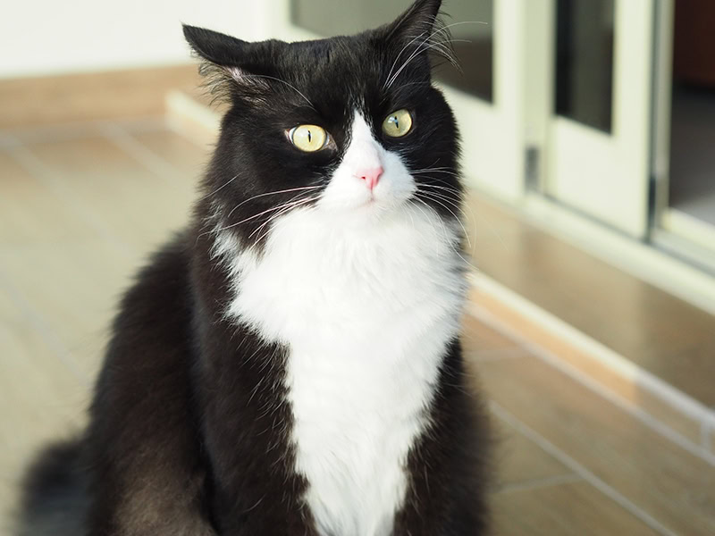 tuxedo ragdoll up close