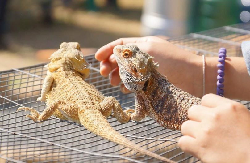 bearded dragons_Kevin Khoo, Shutterstock