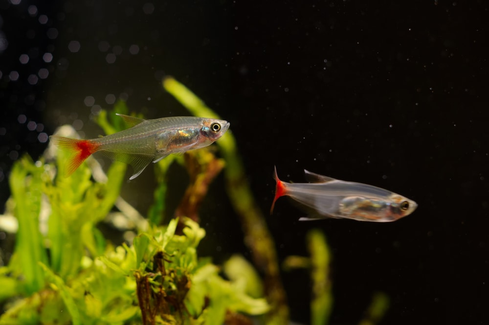 two bloodfin tetras in an aquarium