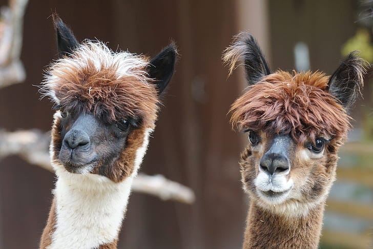 two brown llamas