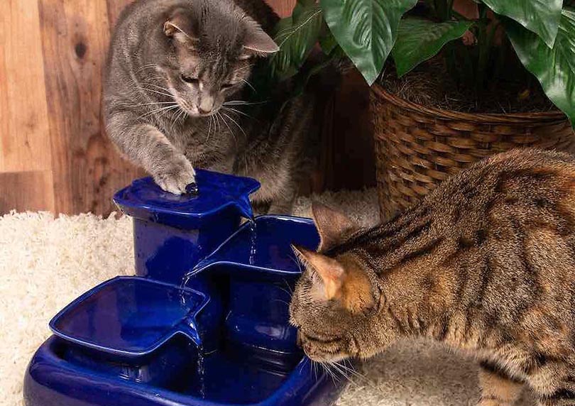two cats drinking from ceramic water fountain