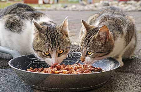 two cats eating the best cat food