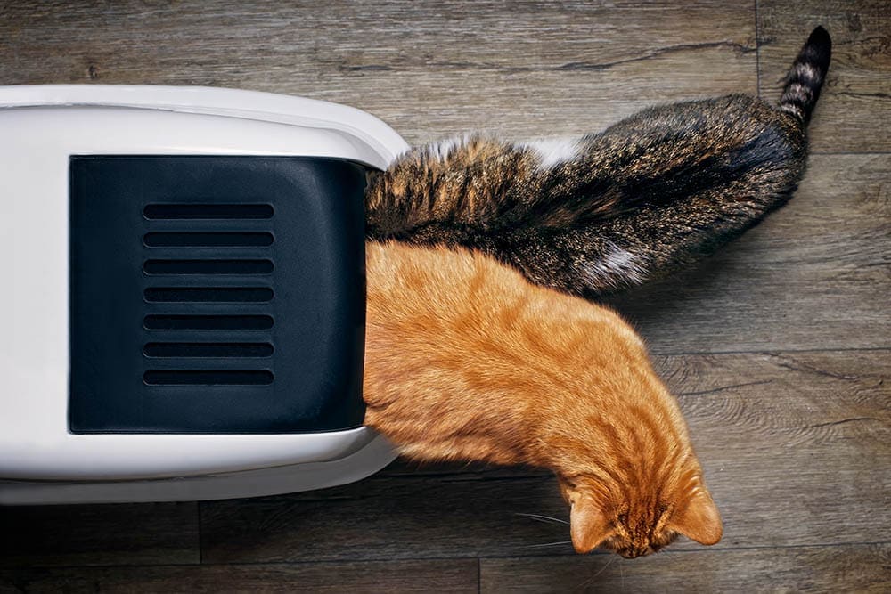 two-cats-in-the-litter-box_