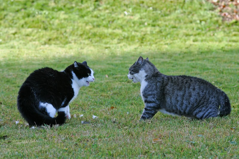 two cats on the grass