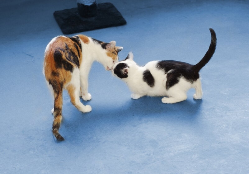 two cats, cat introduction, socialization, submission, submissive