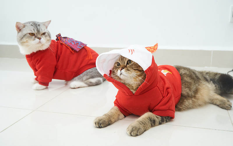 two cats wearing sweater