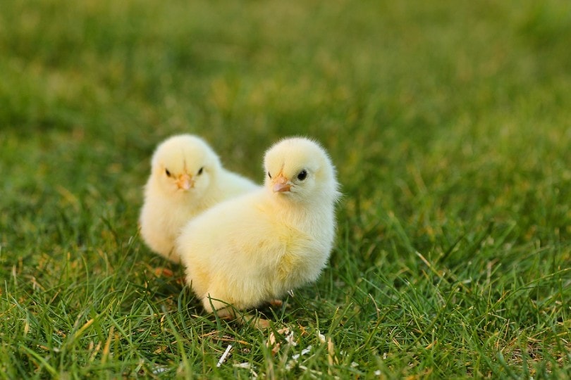 two chicks