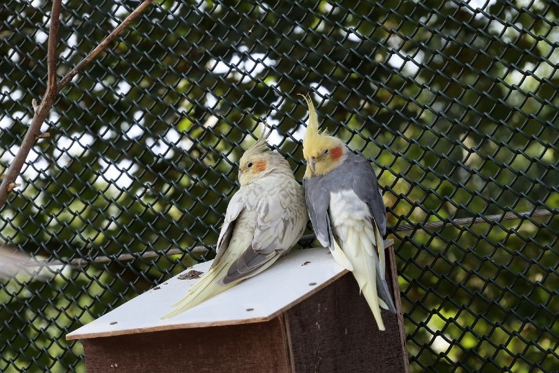 two cockatiels_wasi1370, Pixabay