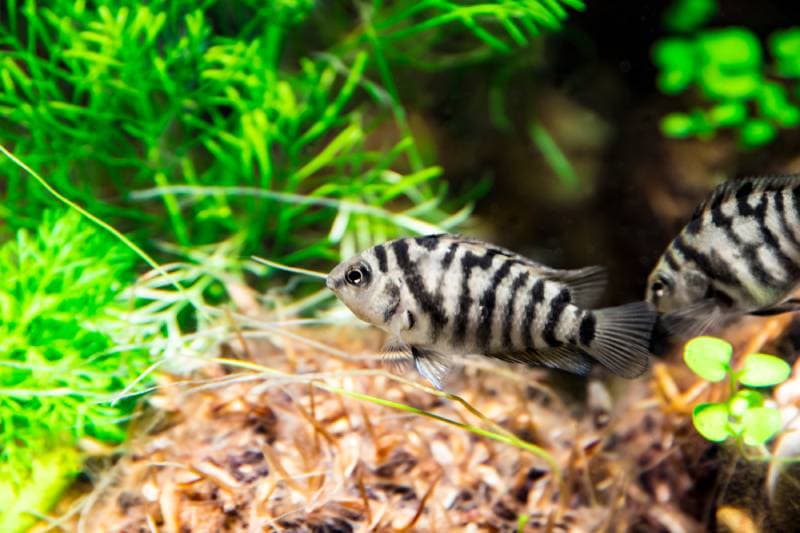 two convicted cichlids in an aquarium