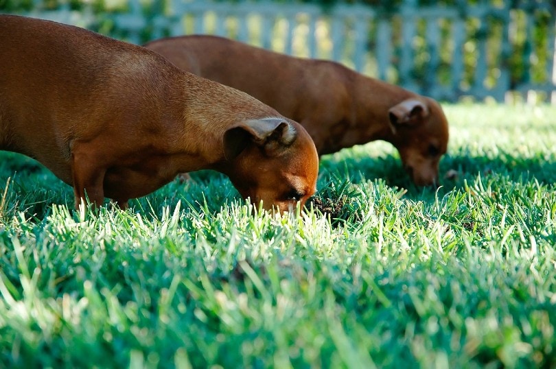 two dachshunds eating grass