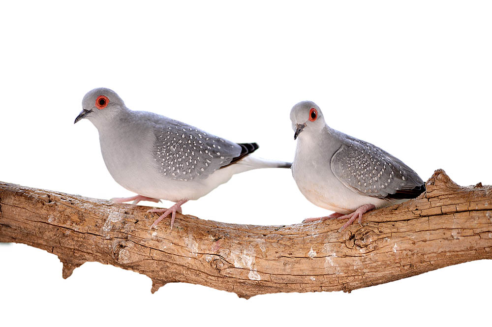 two diamond doves