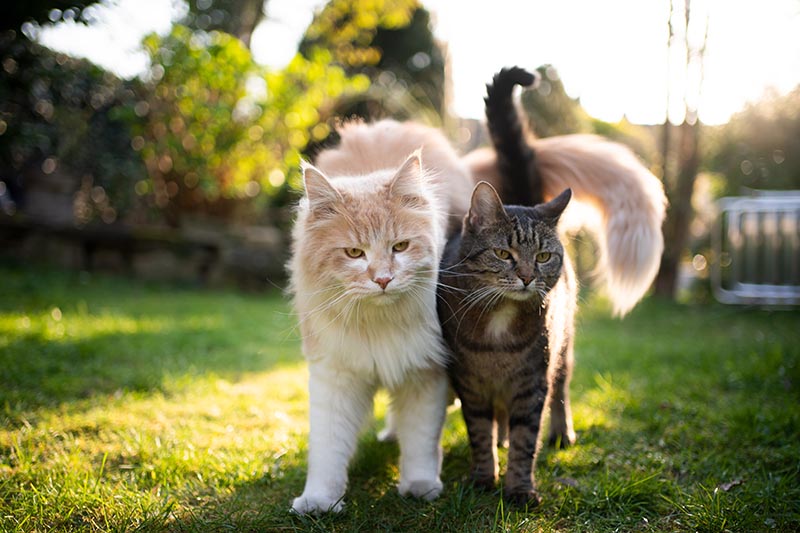 two different cat breed beside each other
