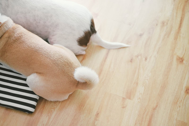 two dog tails