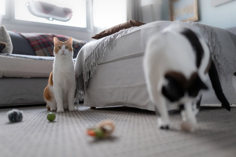 two domestic cats playing with cat toys in the living room