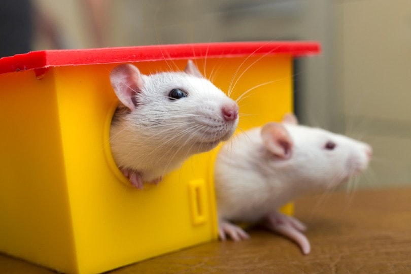 two domestic rats playing with toys
