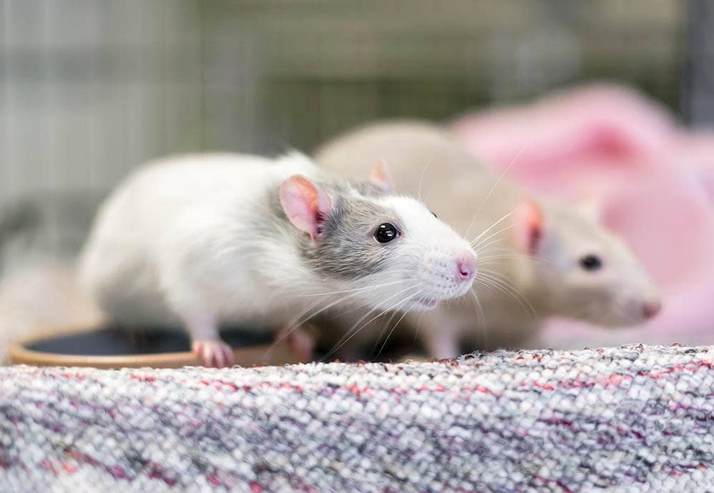 two fancy rats