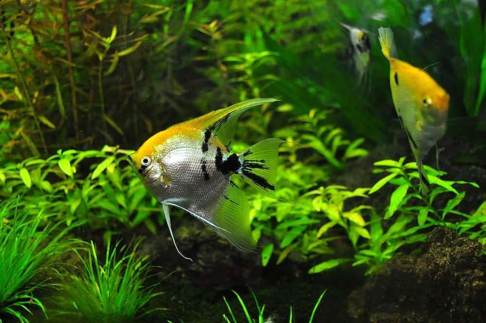 two fish in a fish tank