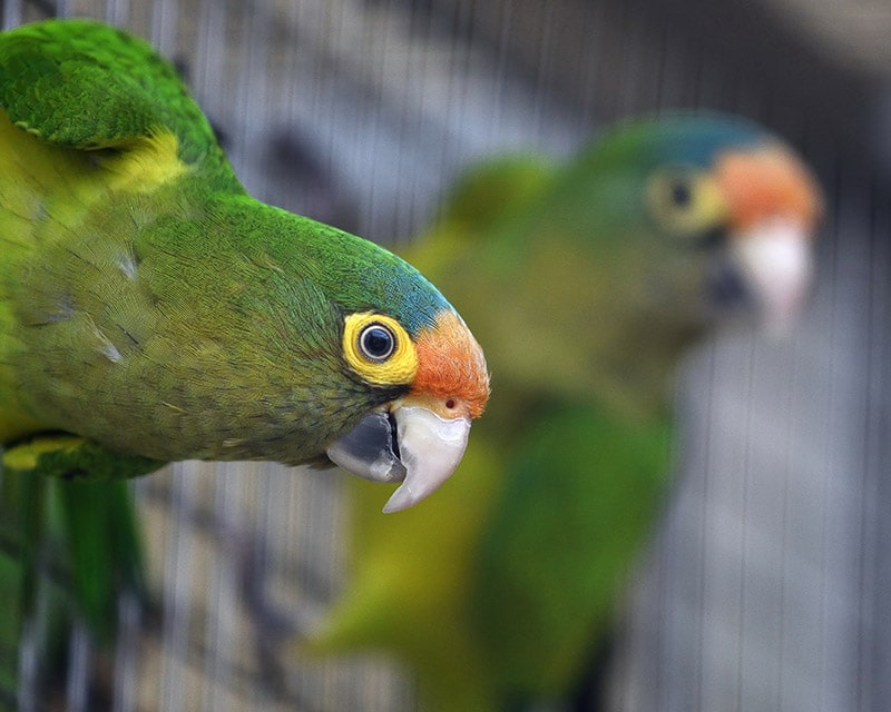 two half-moon conure birds