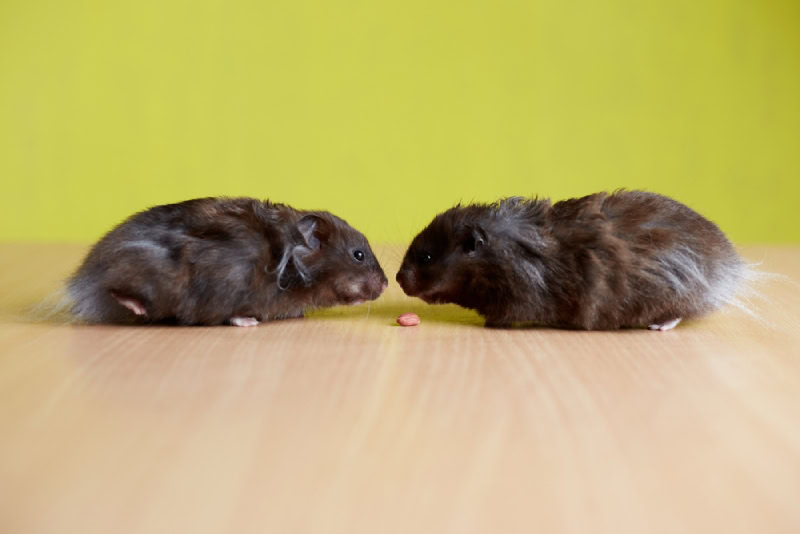two hamsters looking at each other