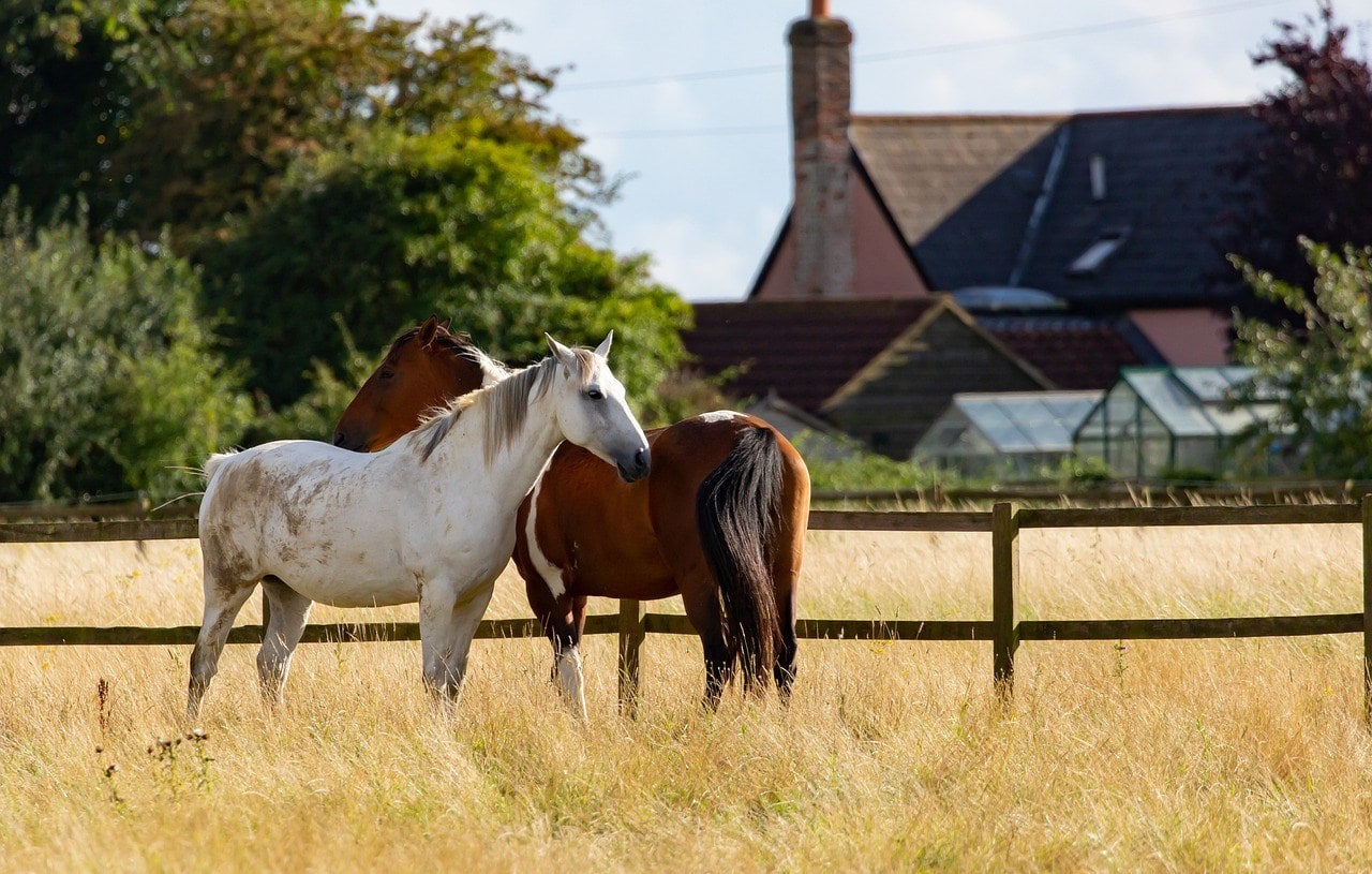 two horses in the field
