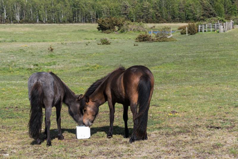 two horses shares a mineral block in a green landscape