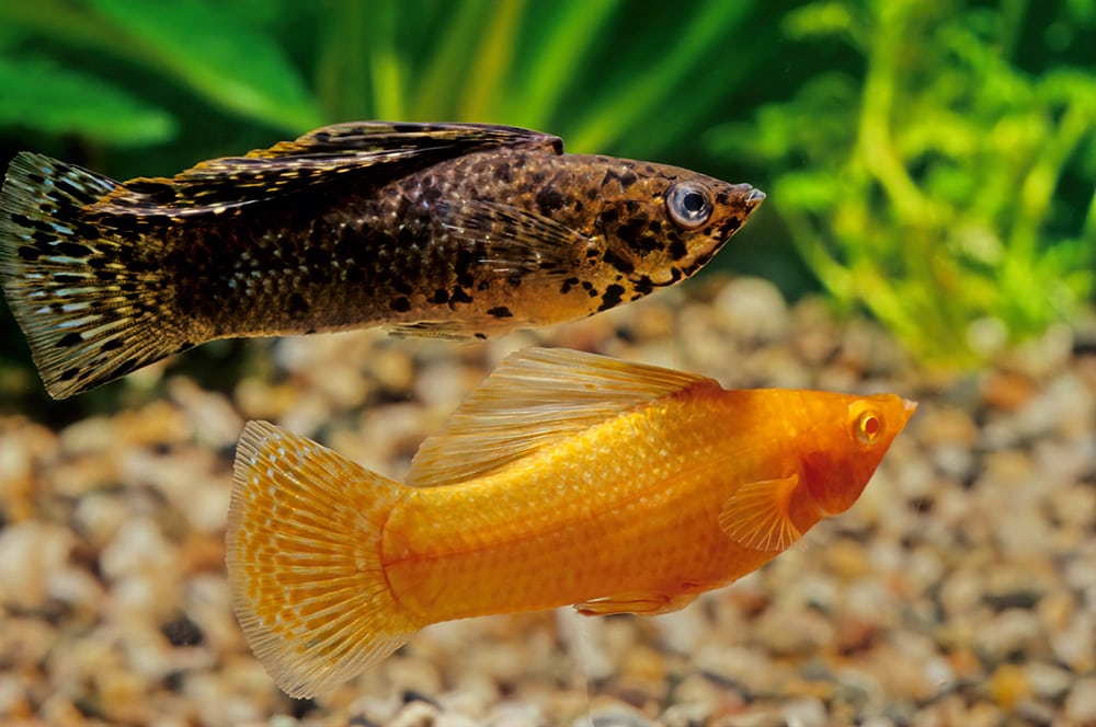 two molly fish up close