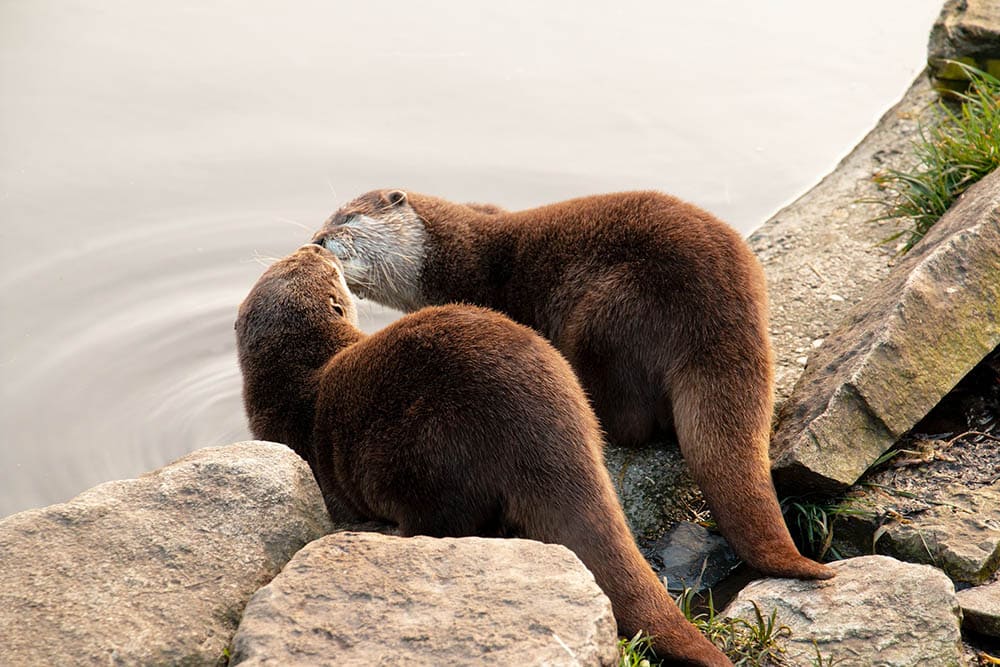 two otters kissing
