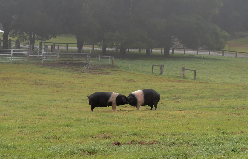 two pigs at a farm in Australia