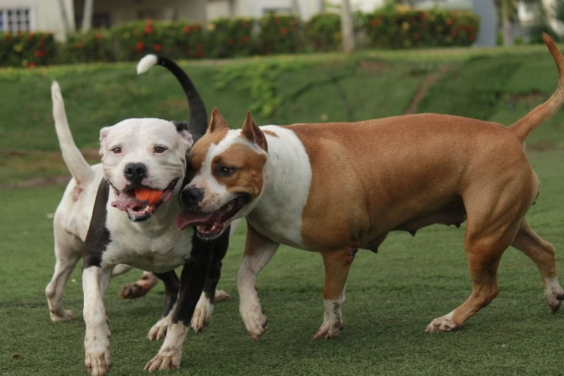 two pitbulls playing_JumpStory