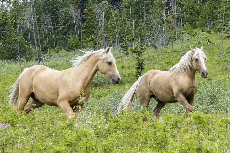 two quarter ponies