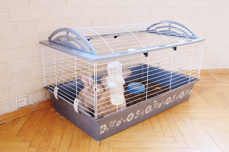 two rabbits inside the cage indoor
