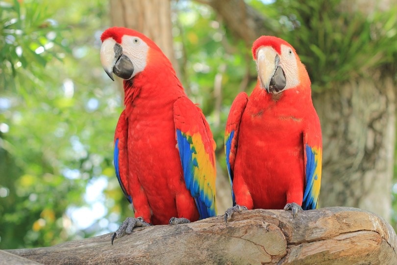 two scarlet macaws