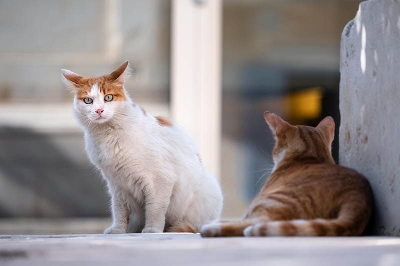 two semi-feral cats outside the house