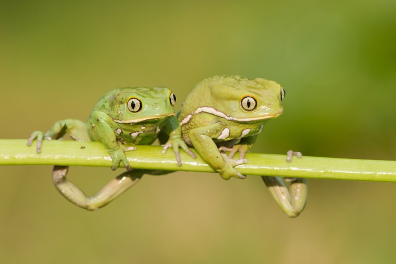 two waxy monkey frog