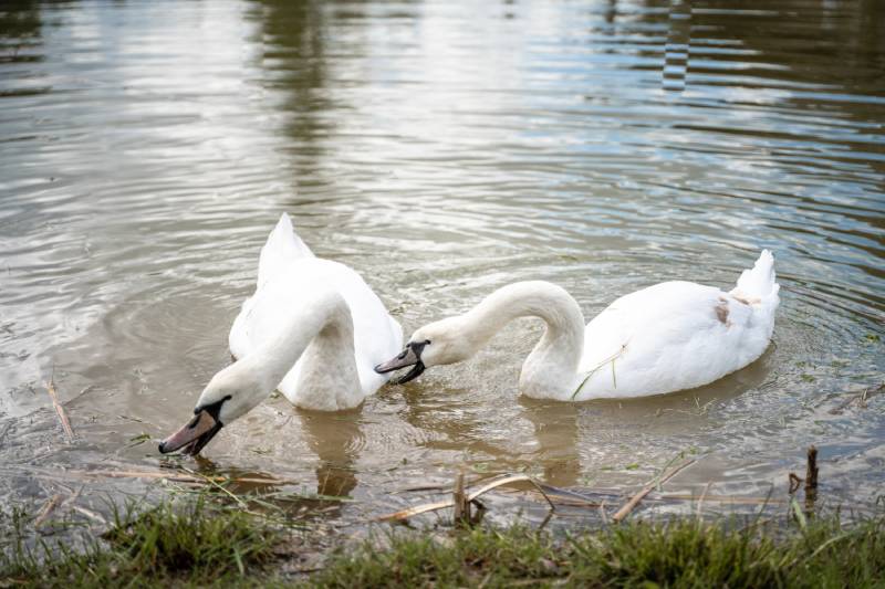 two white swans floating on the water pond