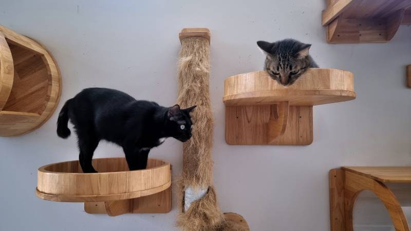 two young cat lying on modern cat climbing wallscapes