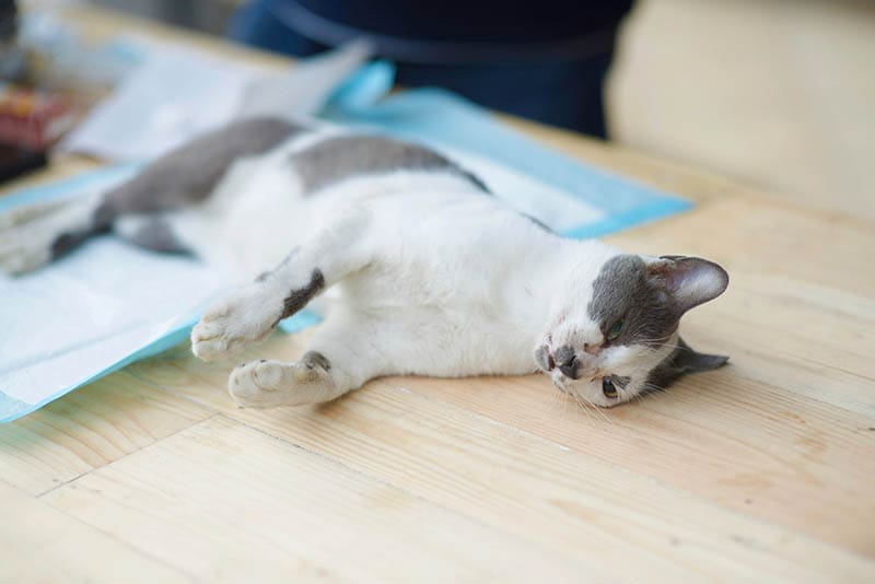 unconscious cat on the table