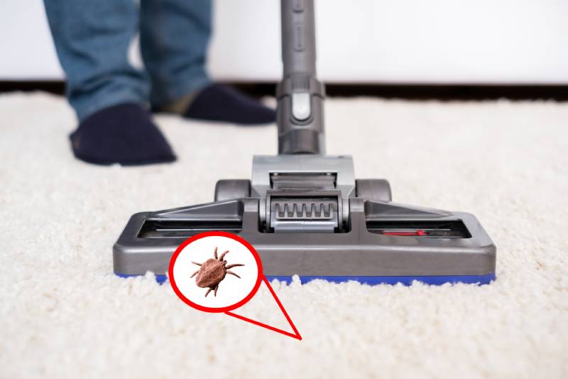 vacuuming white carpet using the vacuum cleaner